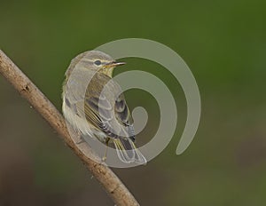 Willow warbler (Phylloscopus trochilus)