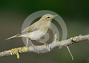Willow warbler (Phylloscopus trochilus)