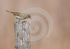 Willow warbler - Phylloscopus trochilus