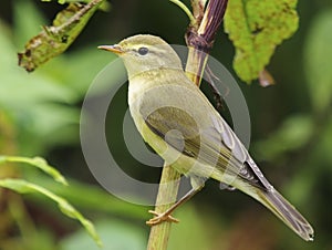 Willow warbler - Phylloscopus trochilus