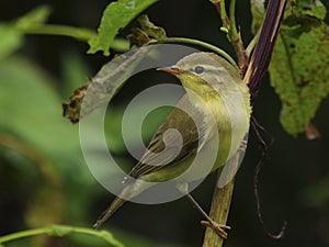 Willow warbler - Phylloscopus trochilus