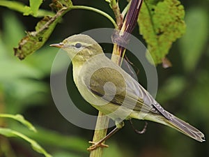 Willow warbler - Phylloscopus trochilus