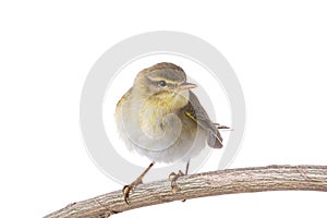 Willow Warbler Phylloscopus trochilus