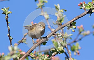 Willow warbler, Phylloscopus trochilus. A bird sits on the branch of a blossoming apple tree