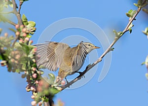 Willow warbler, Phylloscopus trochilus. A bird sits on a branch spreading its wings
