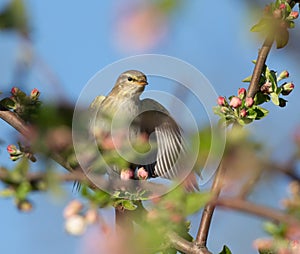 Willow warbler, Phylloscopus trochilus. A bird sits on the branch of a tree, spreading its wings