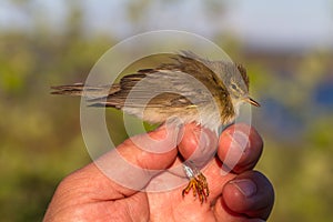 Willow warbler, Phylloscopus trochilus, bird in a womans hand for bird banding