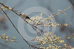 The Willow Warbler (Phylloscopus trochilus) on the branch of Common Hazel tree in spring