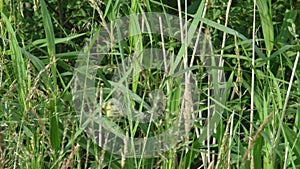 Willow Warbler ,Phylloscopus trochilus, climbing on reed