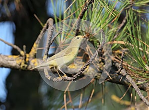 The willow warbler Phylloscopus trochilus close up