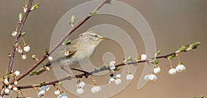 Willow warbler- Phylloscopus trochilus - in early spring