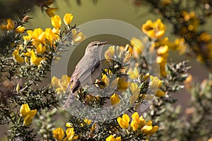 Willow warbler (Phylloscopus trochilus) on gorse