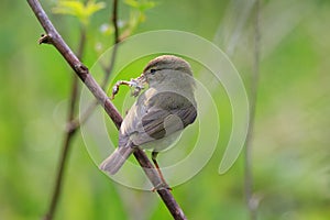 Willow warbler (Phylloscopus trochilus) holding dry leaf