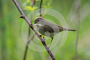 Willow warbler (Phylloscopus trochilus) holding dry leaf