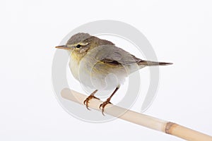 Willow Warbler Phylloscopus trochilus isolated on a white