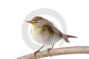 Willow Warbler Phylloscopus trochilus isolated on a white