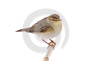 Willow Warbler Phylloscopus trochilus isolated on a white