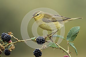 Willow Warbler Phylloscopus trochilus, perched on the branch of a blackberry on a uniform blurred background.