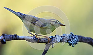 Willow warbler Phylloscopus trochilus posing on tiny lichen branch in light forest