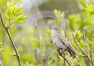 A willow warbler Phylloscopus trochilus showing its territory by singing loud on a branch. In a bright green background with lea