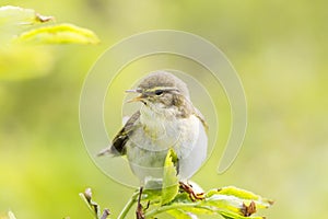 A willow warbler Phylloscopus trochilus showing its territory by singing loud on a branch. In a bright green background with lea