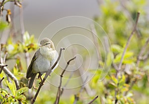 A willow warbler Phylloscopus trochilus showing its territory by singing loud on a branch. In a bright green background with lea