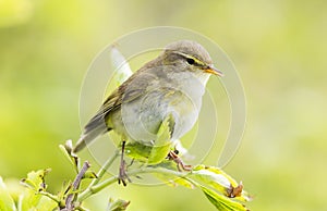 A willow warbler Phylloscopus trochilus showing its territory by singing loud on a branch. In a bright green background with lea