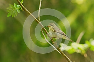 Willow warbler (Phylloscopus trochilus) sitting on a branch in the forest