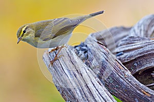 Willow Warbler, Phylloscopus trochilus, Spanish Forest