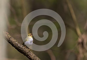 Willow warbler Phylloscopus trochilus in spring