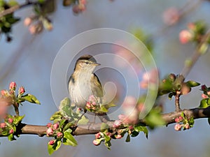 Willow warbler, Phylloscopus trochilus. Spring, a bird sits on the branch of a blossoming tree