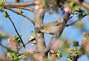 Willow warbler, Phylloscopus trochilus. Spring, a bird sits on the branch of a blossoming tree