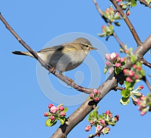 Willow warbler, Phylloscopus trochilus. Spring, a bird sits on the branch of a blossoming tree