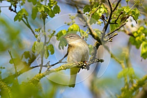 Willow Warbler (Phylloscopus trochilus) taken in UK