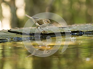 Willow warbler, Phylloscopus trochilus photo