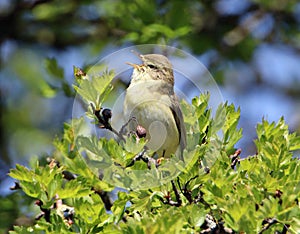 Willow warbler singing in spring