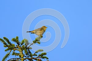 A Willow Warbler sitting on a twig