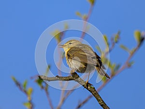 A Willow Warbler sitting on a twig