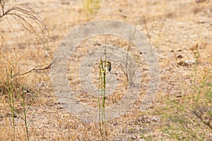 Willow warbler, Spanish Natural Park Los Barruecos photo