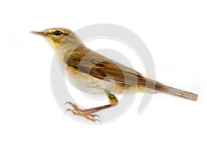 willow warbler (willow wren, Phylloscopus trochilus), on white background