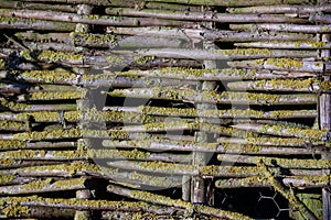 Willow weave fencing