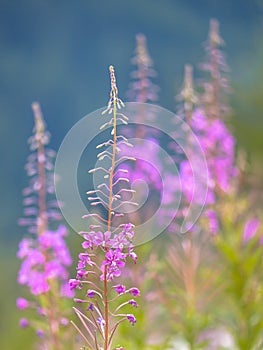 Willow weed flowers in summer