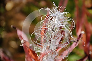 Willow weed with red leaves inn autumn.