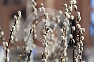 Willow wets as decoration for Easter in Sweden