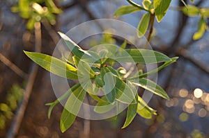 Willow, a willow branch, a water plant