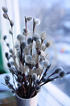 Willow at a window.