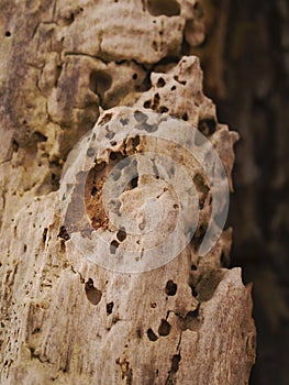 Willow wood with worm holes