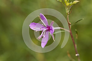 The willowherb Epilobium dodonaei