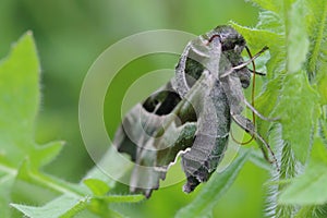 Willowherb Hawkmoth (Proserpinus proserpina) photo