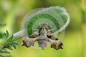 Willowherb hawkmoth Proserpinus proserpina photo